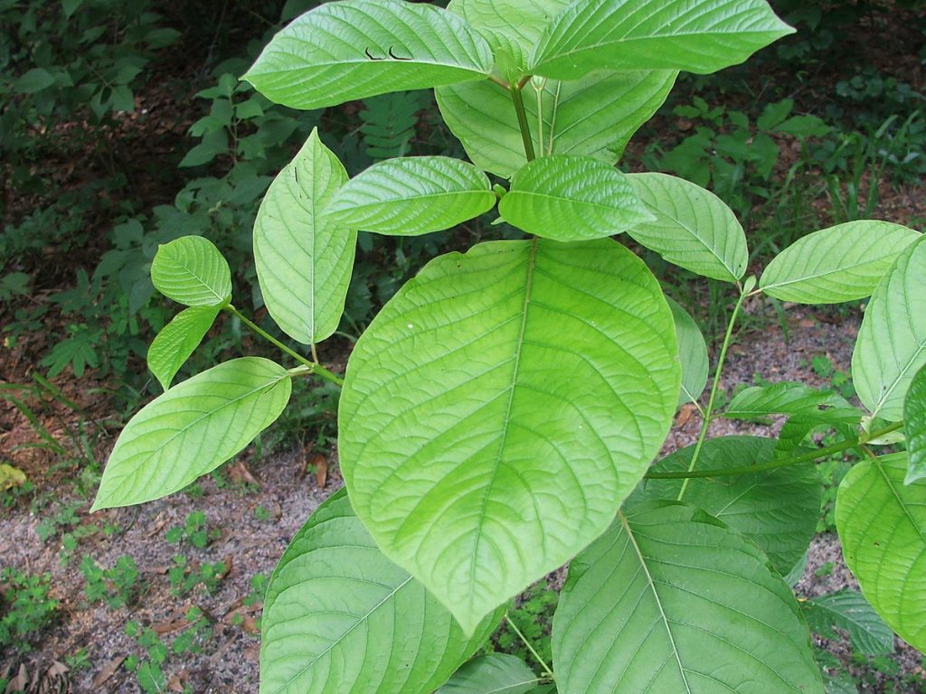 Green Vein Kratom